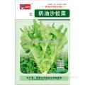 High Quality Escarole Seeds Green Leafy Vegetable Seeds For Growing-Butter Eacarole